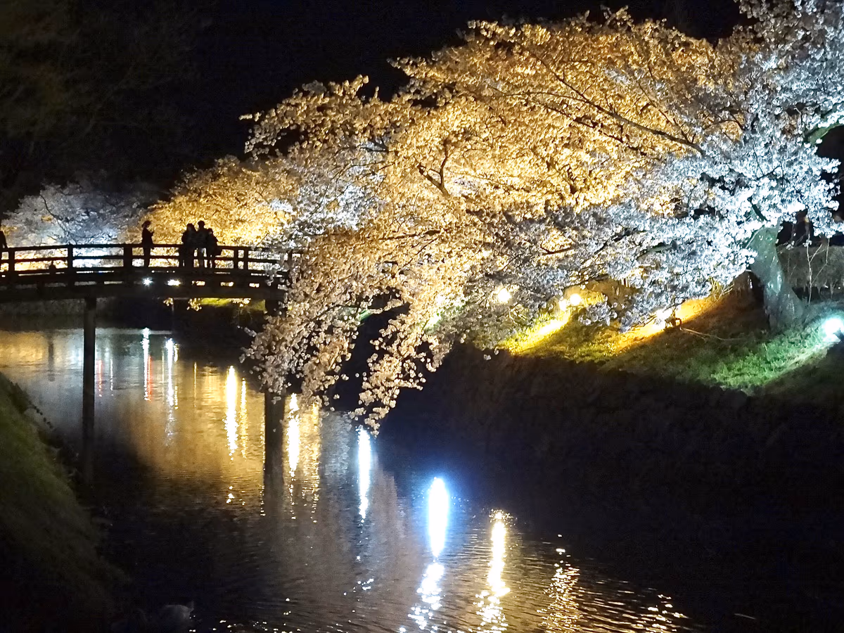 投稿写真：お堀の夜桜
