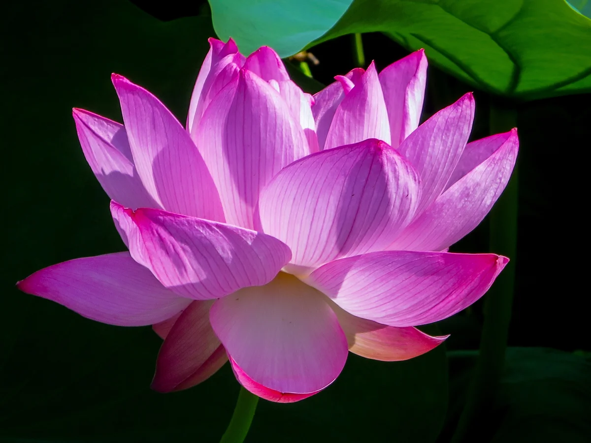 投稿写真：不忍池のハスの花