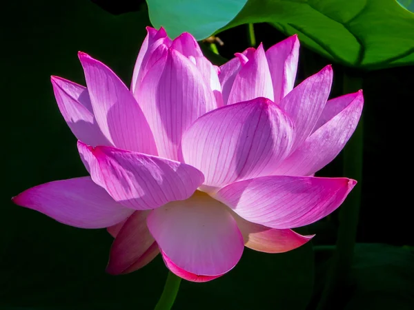 投稿：不忍池のハスの花