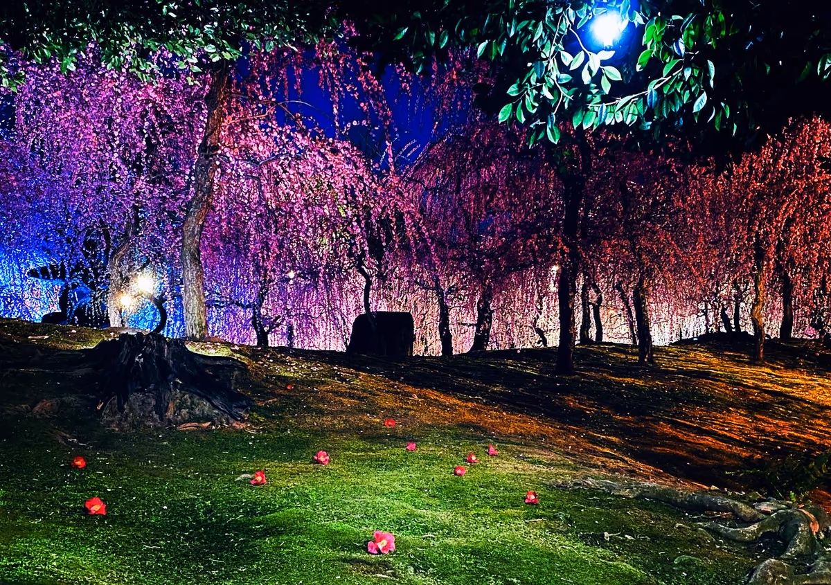 投稿写真：梅の香に酔いしれる 怪しくも美しい春の夜の絶景