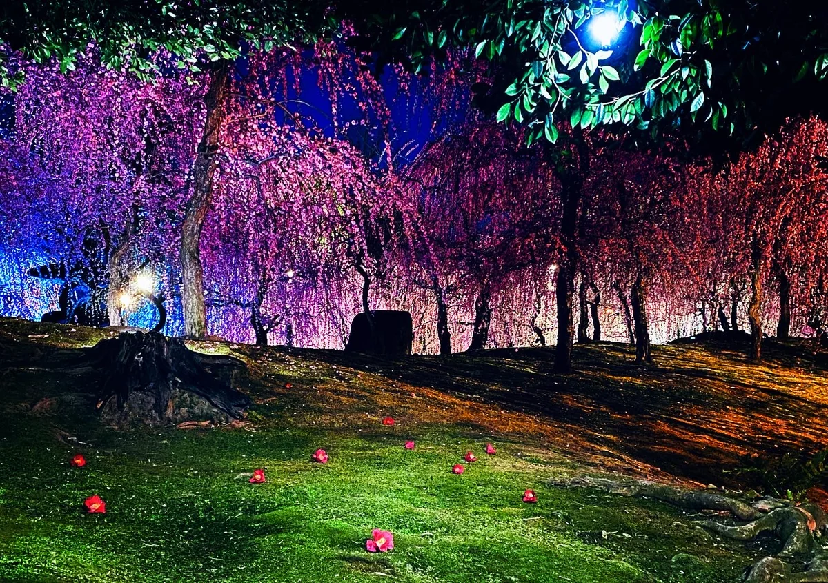 投稿写真：梅の香に酔いしれる 怪しくも美しい春の夜の絶景