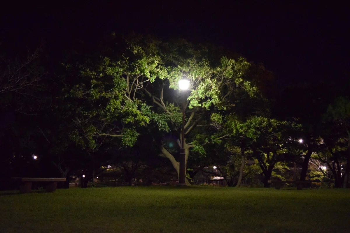 投稿写真：真夜中の公園
