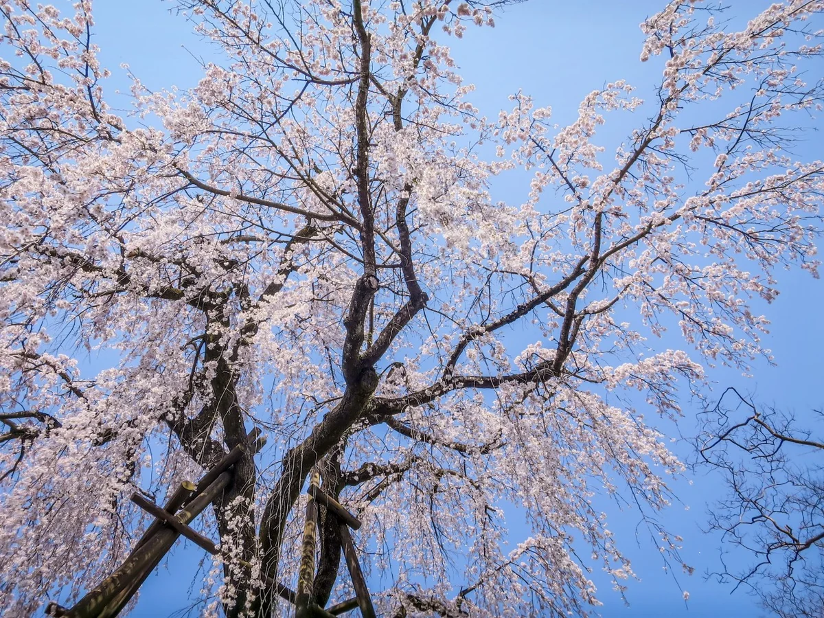 投稿写真：樹齢400年の枝垂れ桜