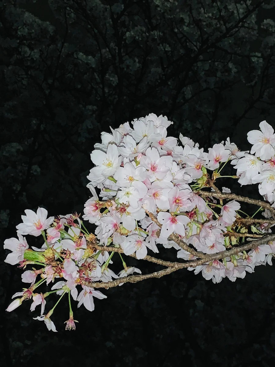 投稿写真：夜桜