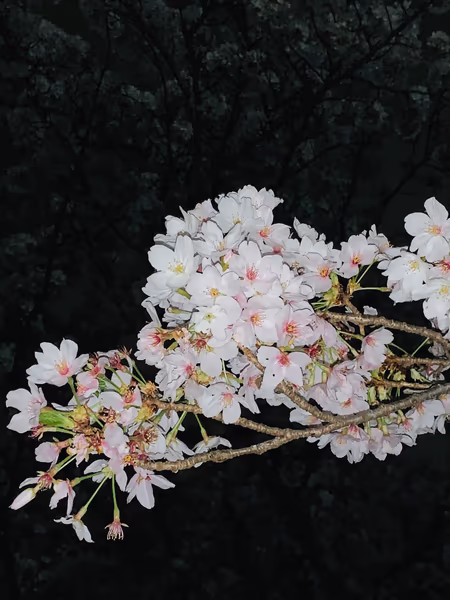 投稿：夜桜