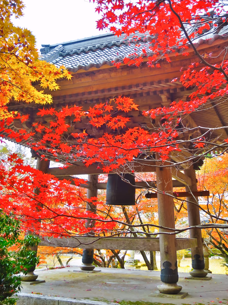 投稿写真：紅葉に囲まれた鐘楼