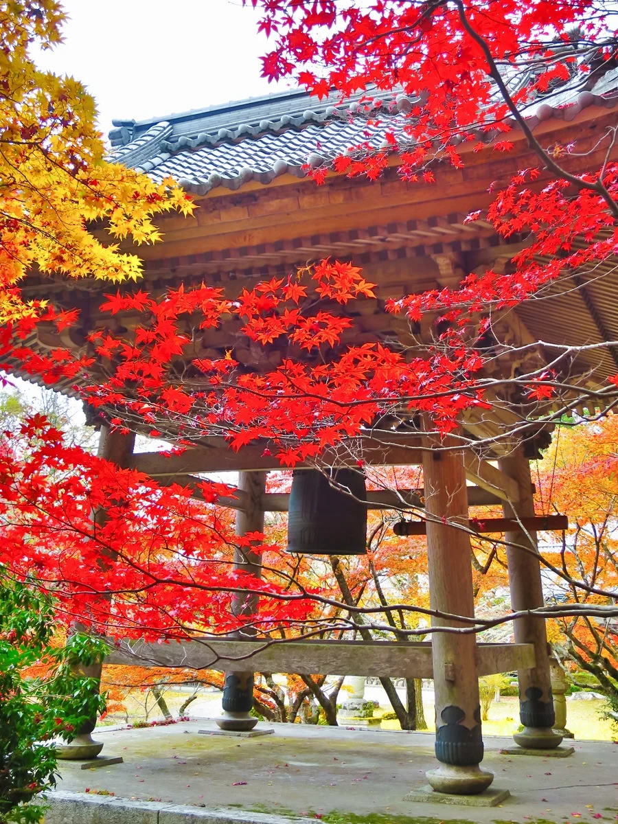 投稿写真：紅葉に囲まれた鐘楼