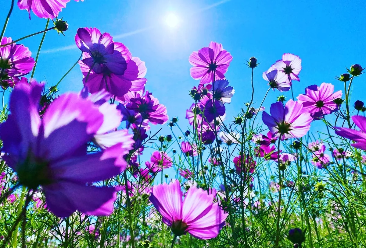 投稿写真：秋の昼下がり　秋桜園にて