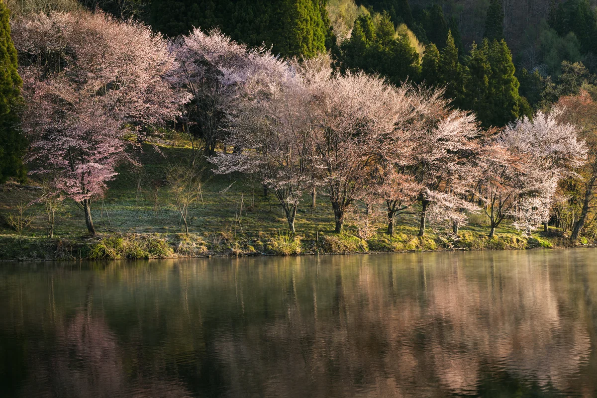 投稿写真：毛嵐す朝