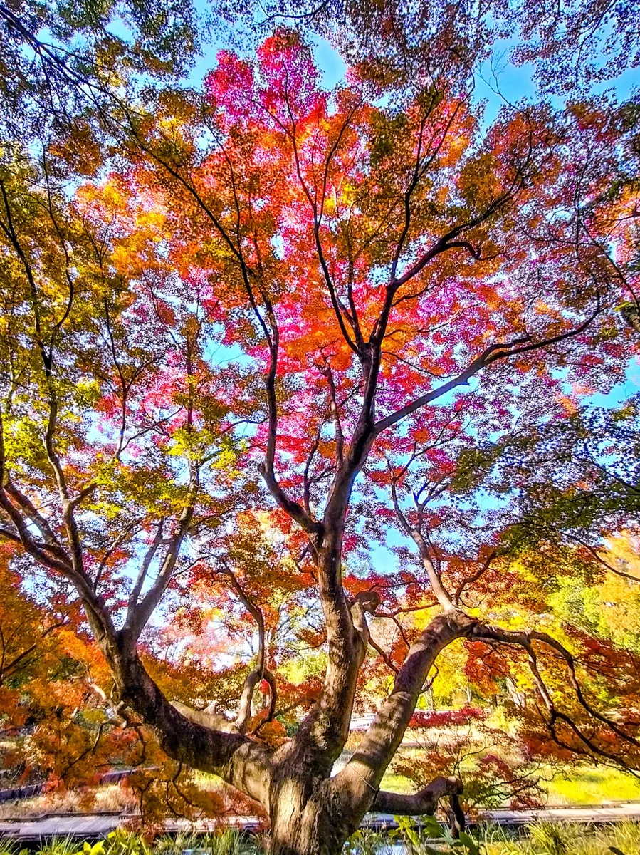 投稿写真：青空に映える７色のもみじの紅葉