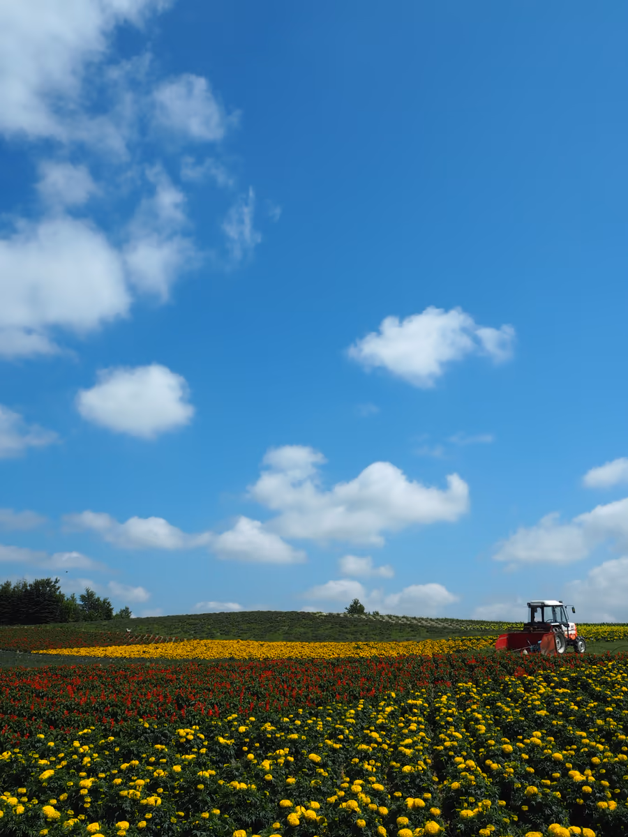 投稿写真：青空と花畑