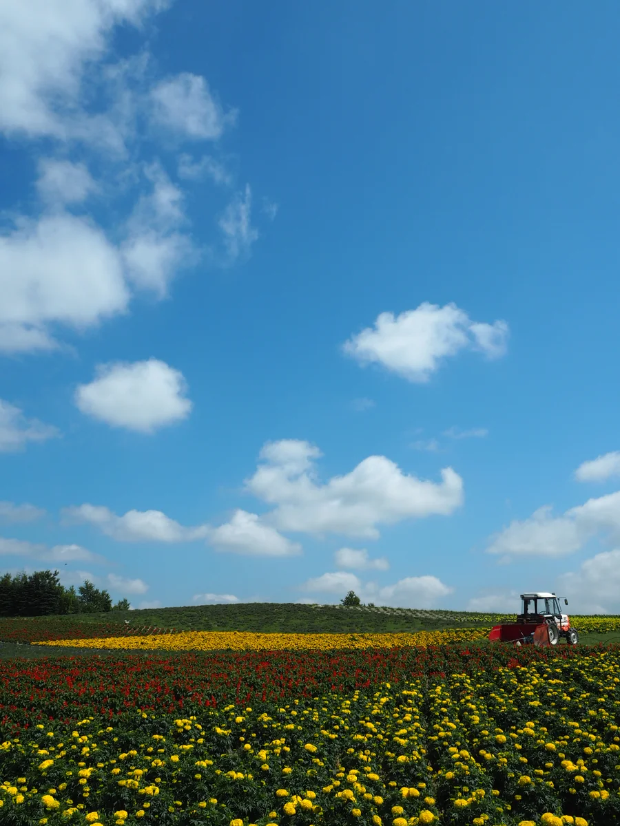 投稿写真：青空と花畑
