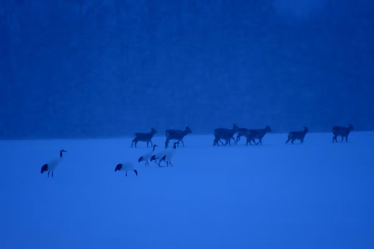 投稿写真：タンチョウとエゾシカ