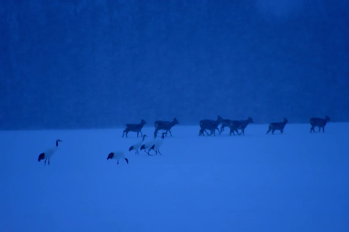 投稿写真：タンチョウとエゾシカ