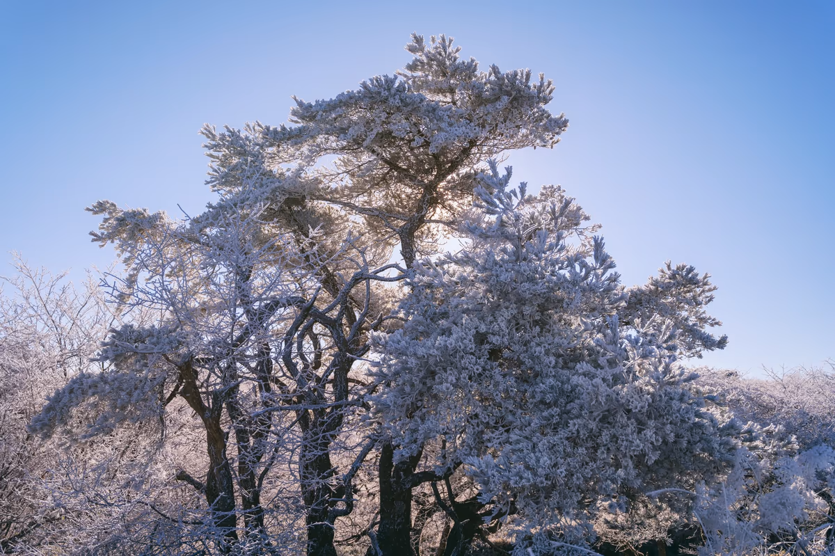 投稿写真：霧氷を纏う