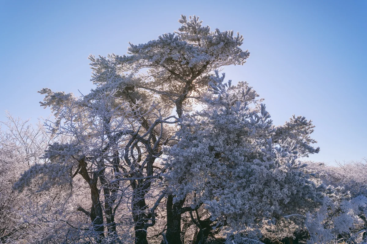 投稿写真：霧氷を纏う