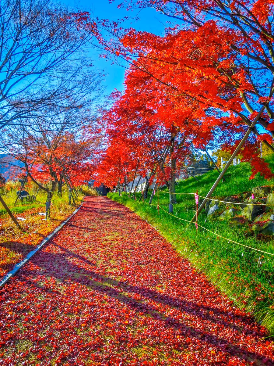 投稿写真：赤い落葉の小径
