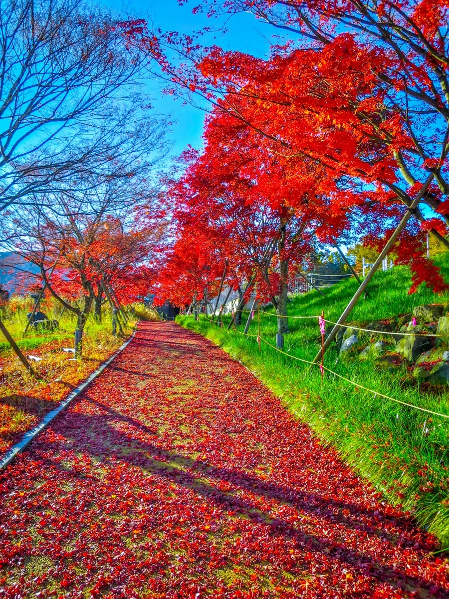 投稿写真：赤い落葉の小径