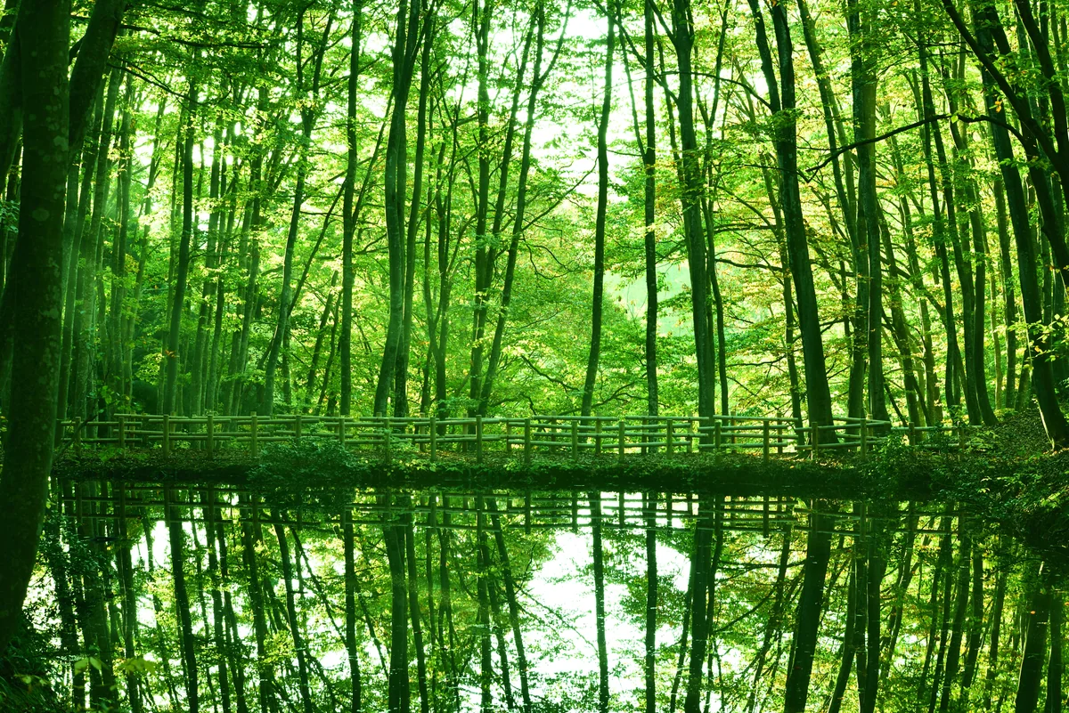 投稿写真：神林の息吹