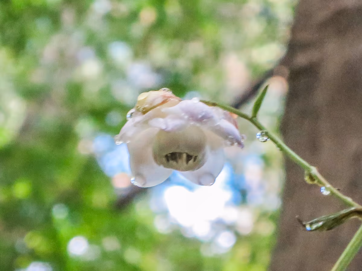 投稿写真：朝露に濡れるレンゲショウマ