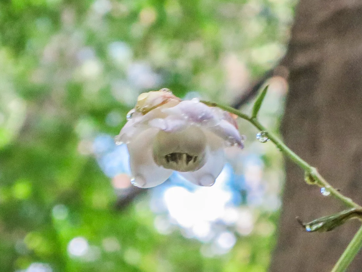 投稿写真：朝露に濡れるレンゲショウマ
