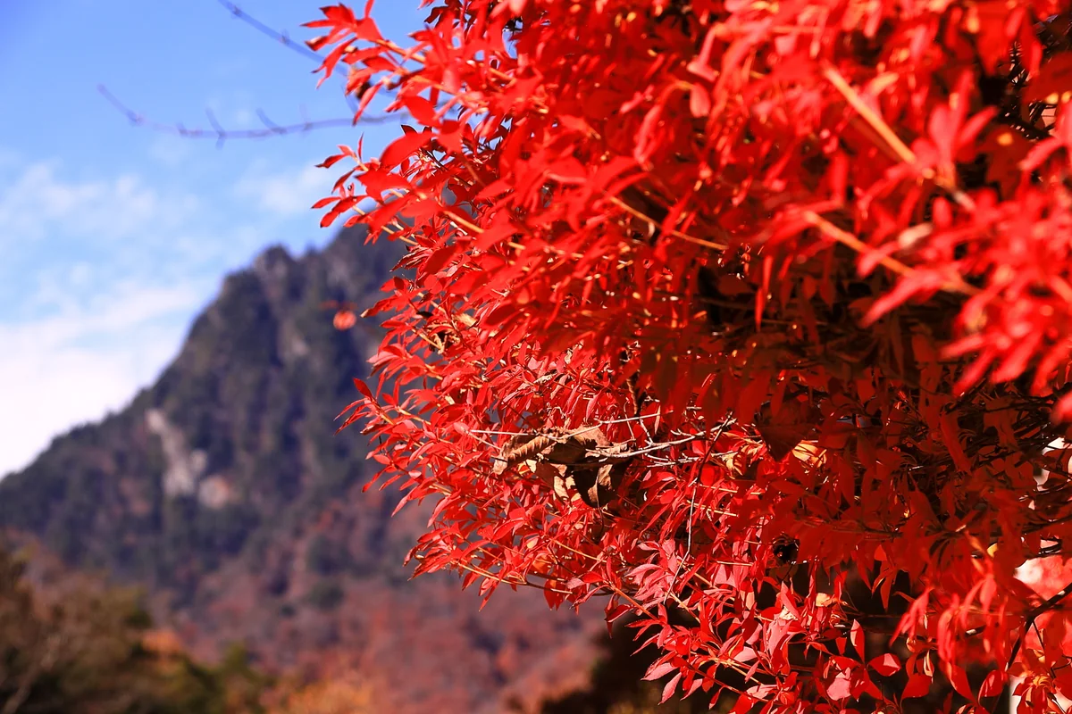 投稿写真：燃える満天星ツツジ