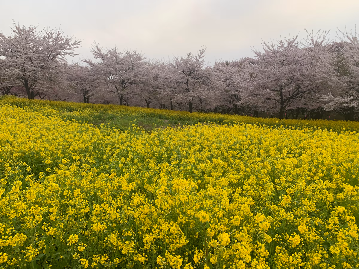 投稿写真：赤城南面千本桜