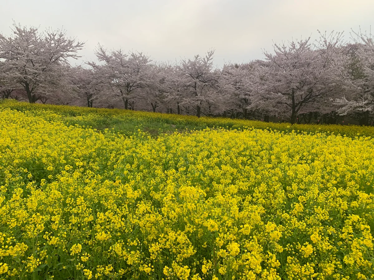投稿写真：赤城南面千本桜