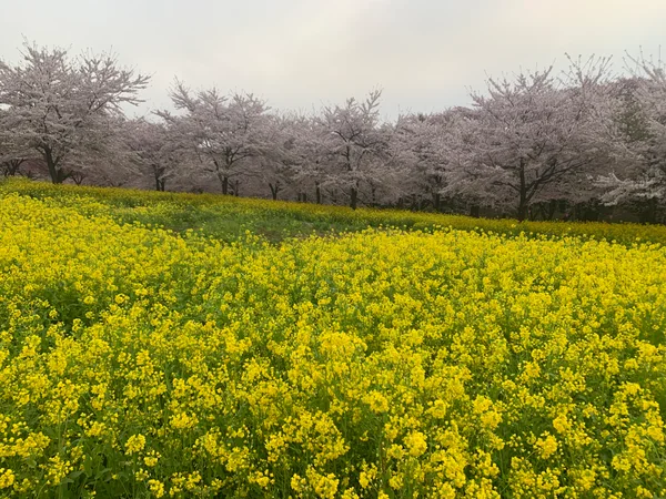 投稿：赤城南面千本桜