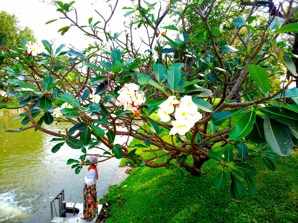 投稿写真：プルメリアの木