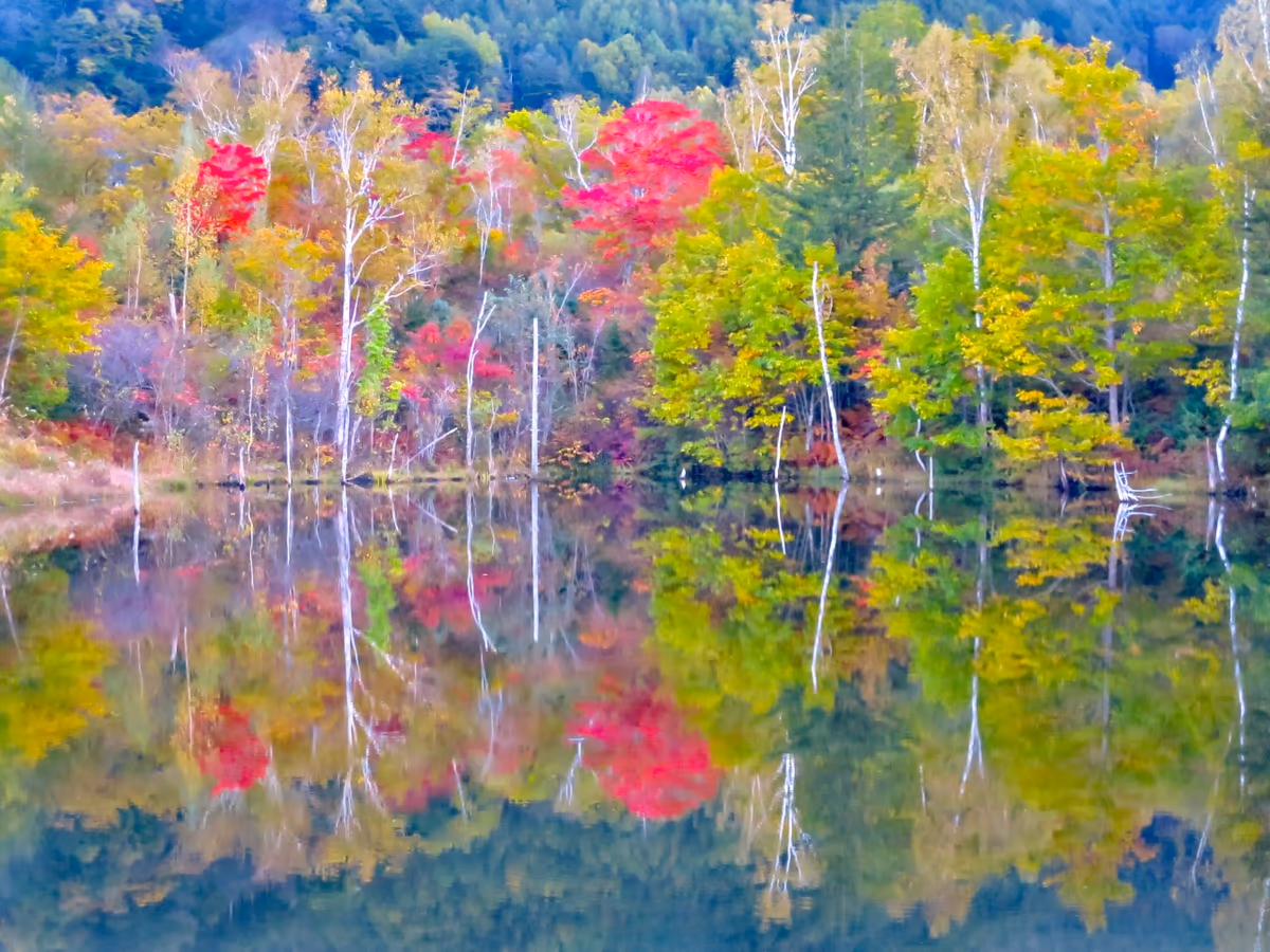 投稿写真：まいめの池に写る色とりどりの紅葉