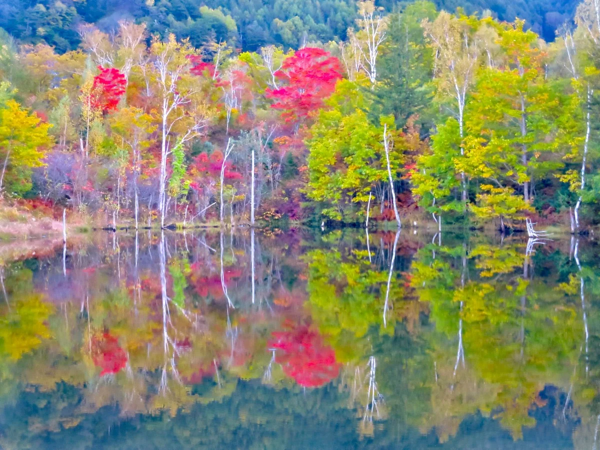投稿写真：まいめの池に写る色とりどりの紅葉