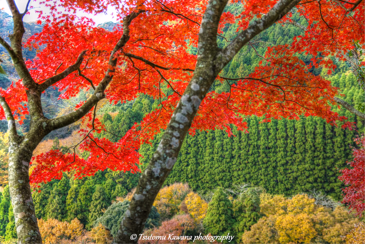 投稿写真：頑張れ～！房総～！富津市もみじロード・秋色風景
