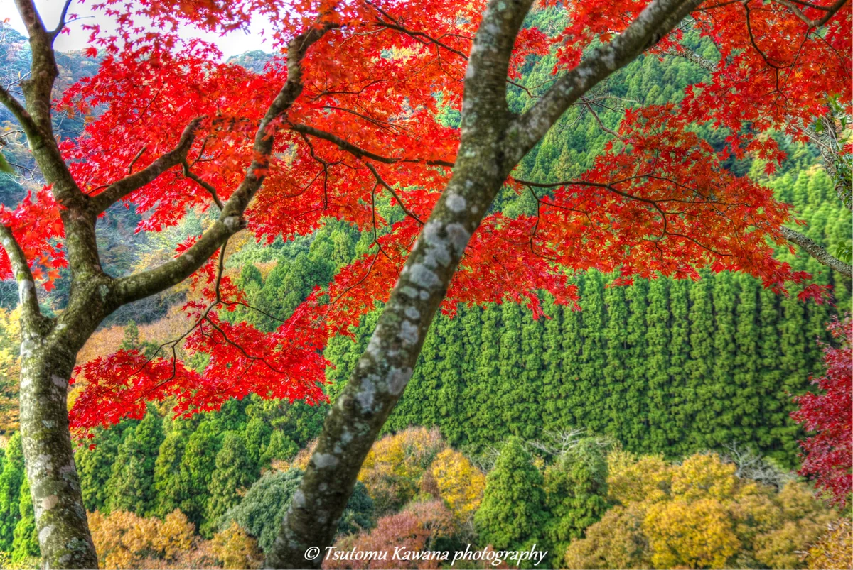投稿写真：頑張れ～！房総～！富津市もみじロード・秋色風景