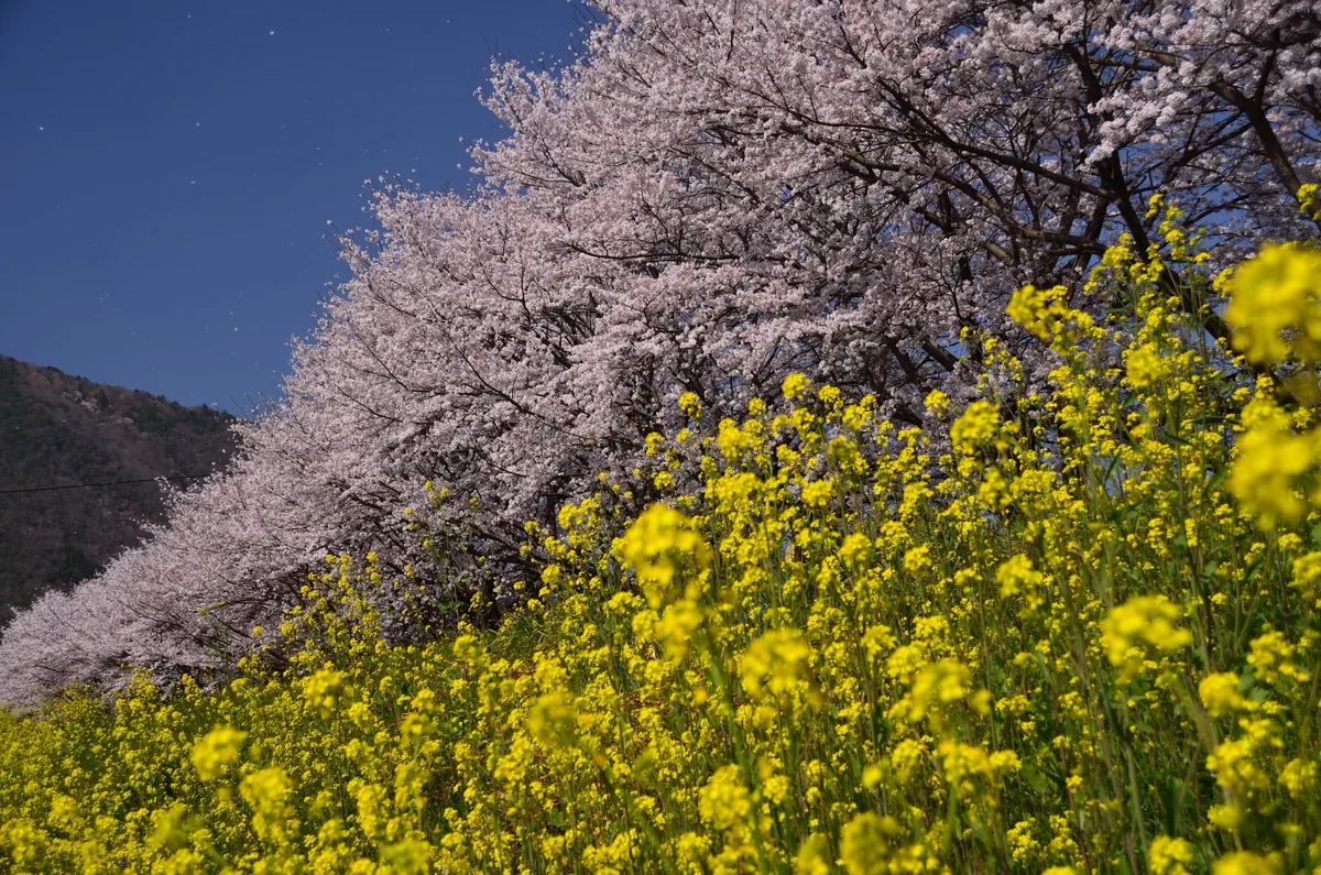 投稿写真：春の競演
