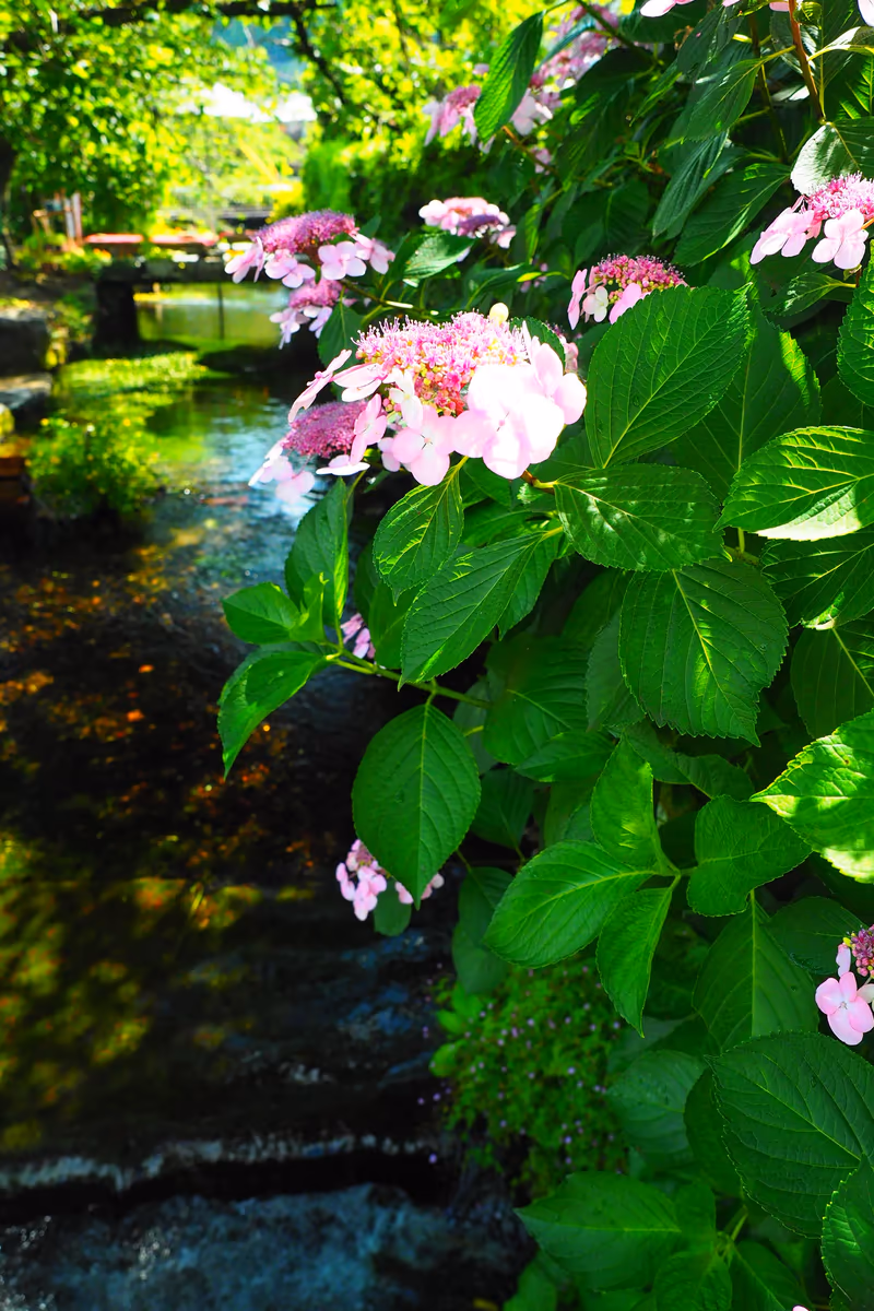投稿写真：醒井　地蔵川の紫陽花