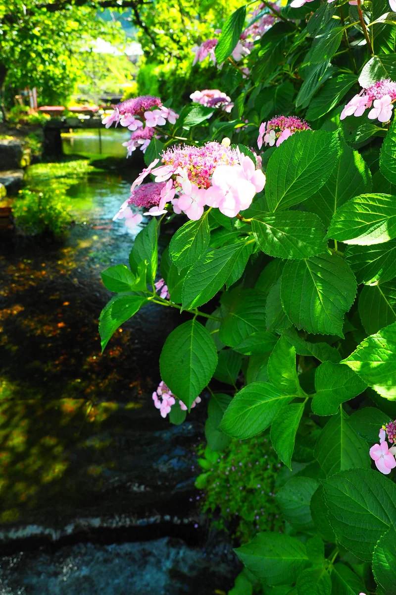 投稿写真：醒井　地蔵川の紫陽花