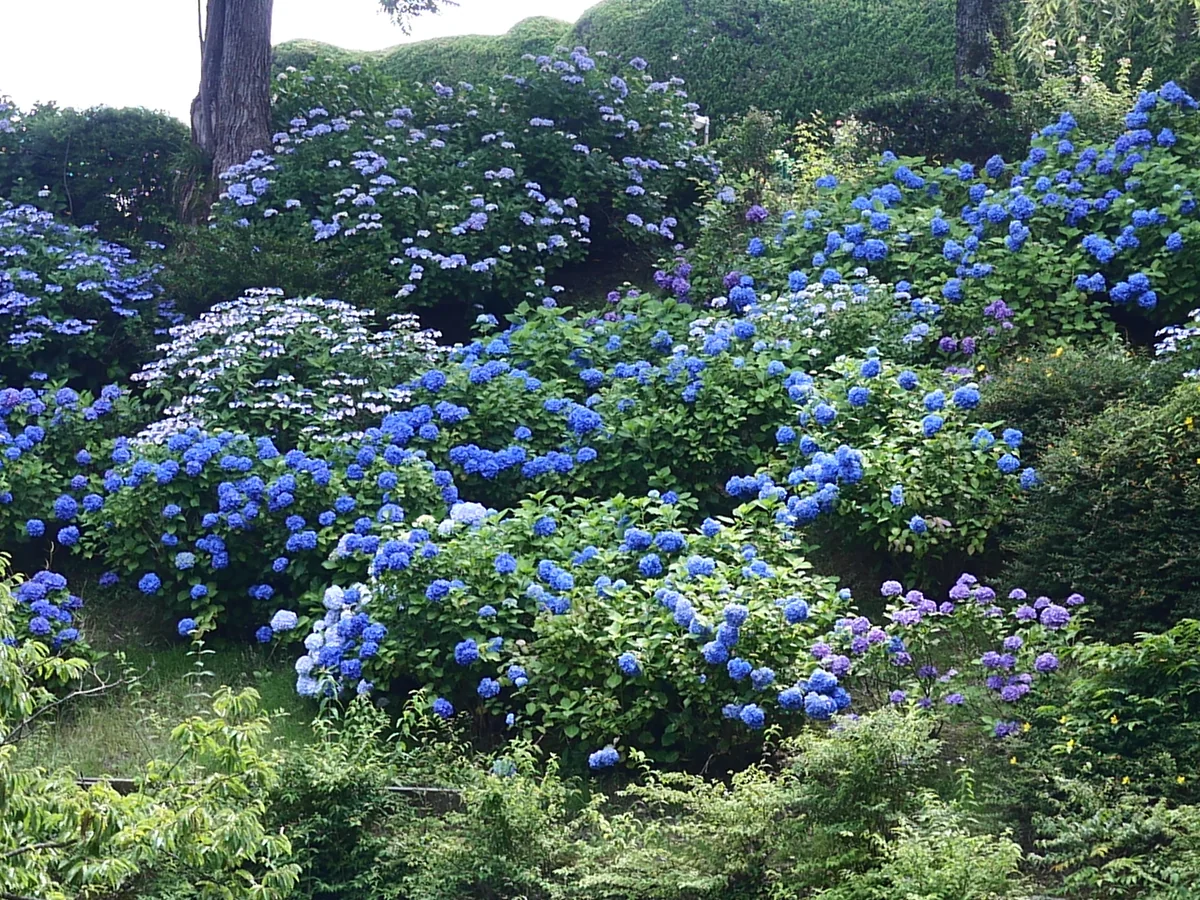 投稿写真：アジサイ祭