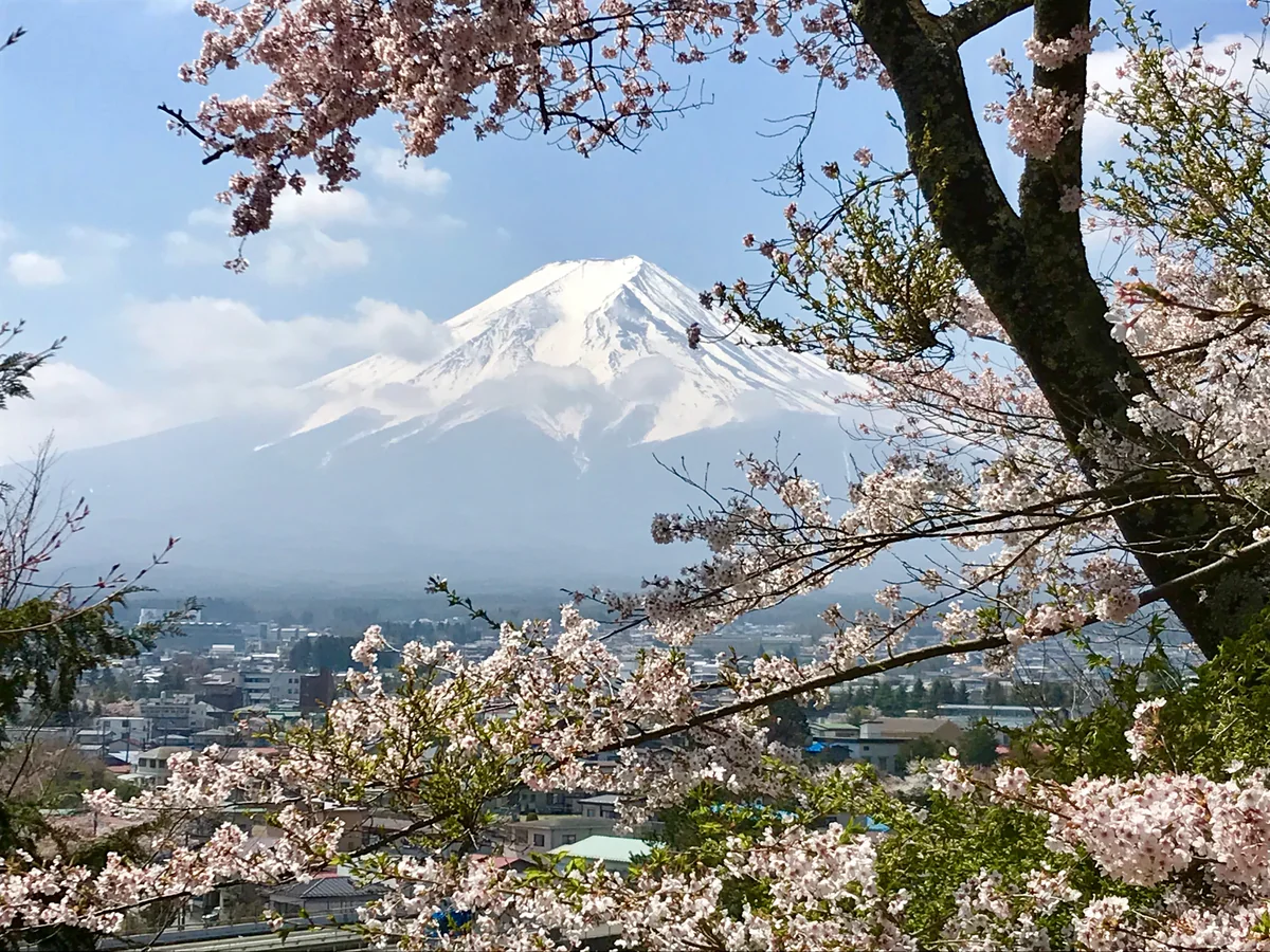 投稿写真：富士山と桜