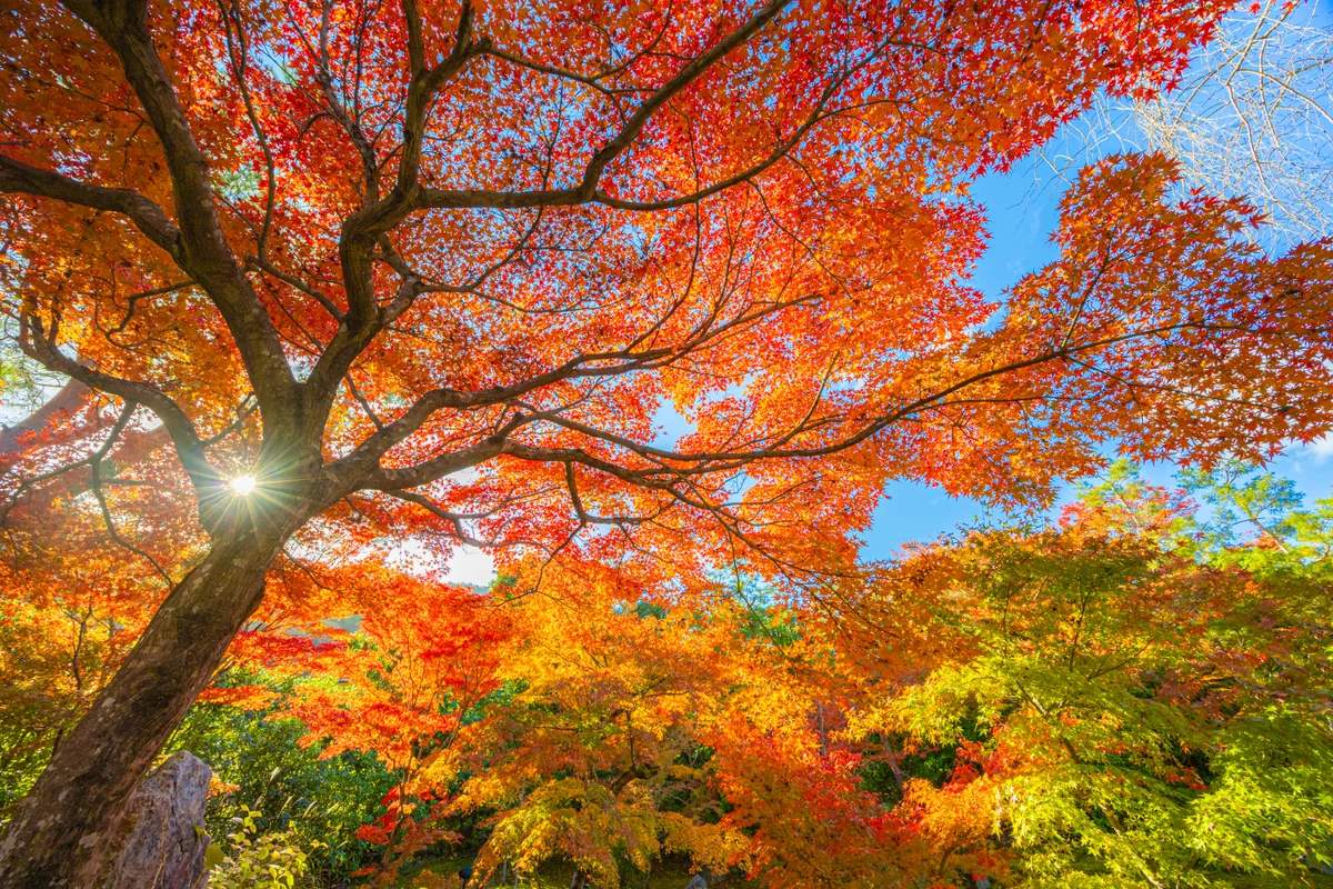 投稿写真：宝厳院、赤く染まる紅葉