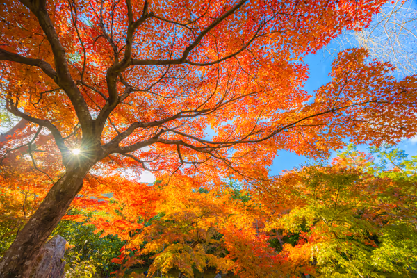 投稿：宝厳院、赤く染まる紅葉
