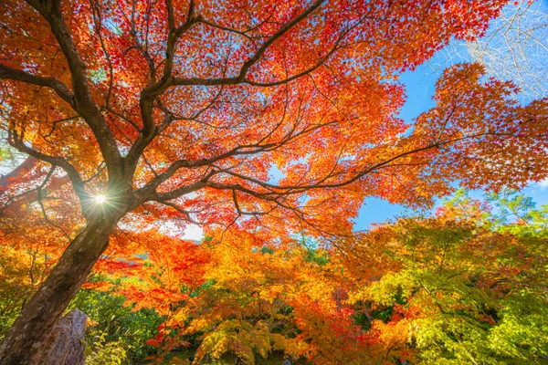 投稿：宝厳院、赤く染まる紅葉