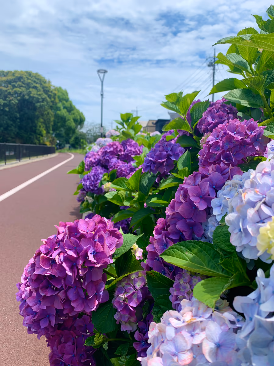 投稿写真：紫陽花〝道〟の色づき始め♪