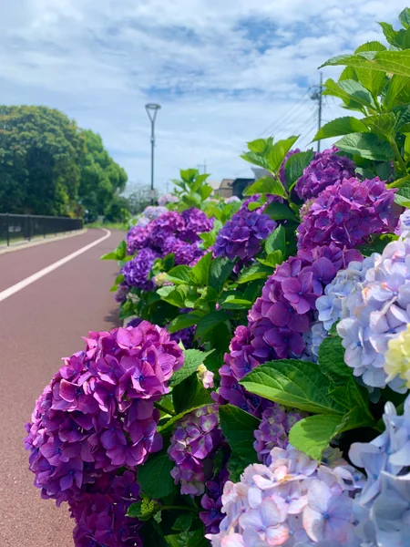 投稿：紫陽花〝道〟の色づき始め♪
