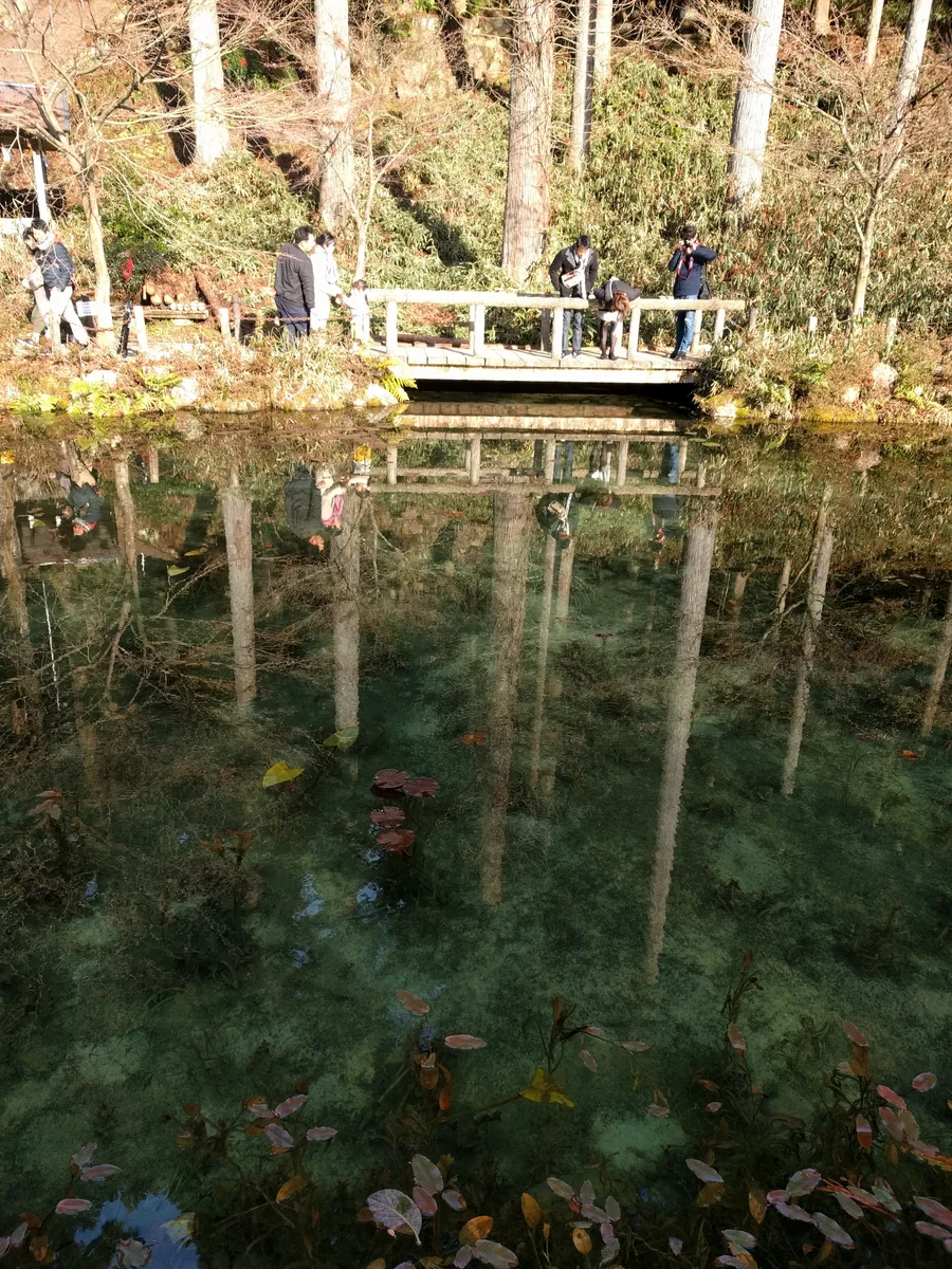 投稿写真：深緑