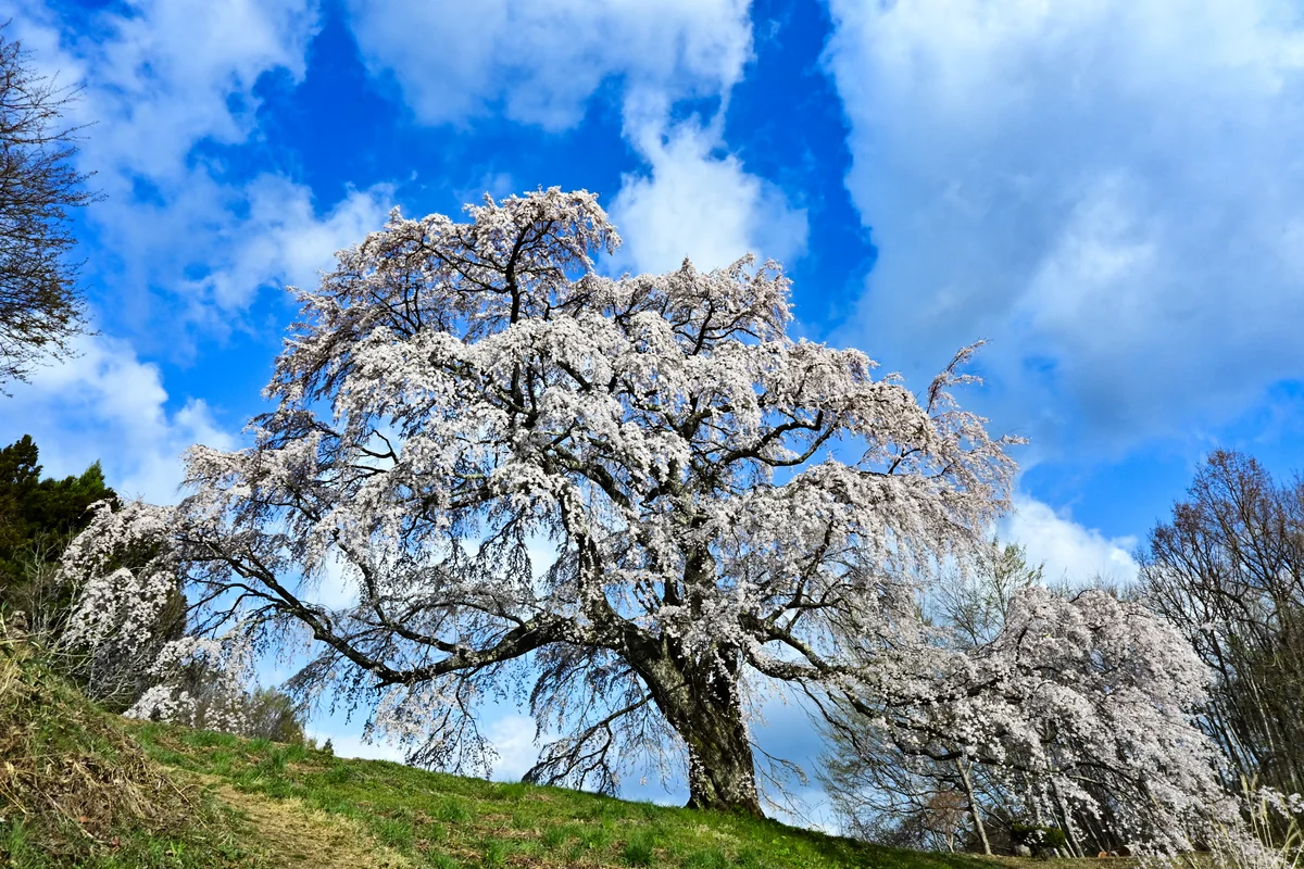 投稿写真：樹齢１５０年