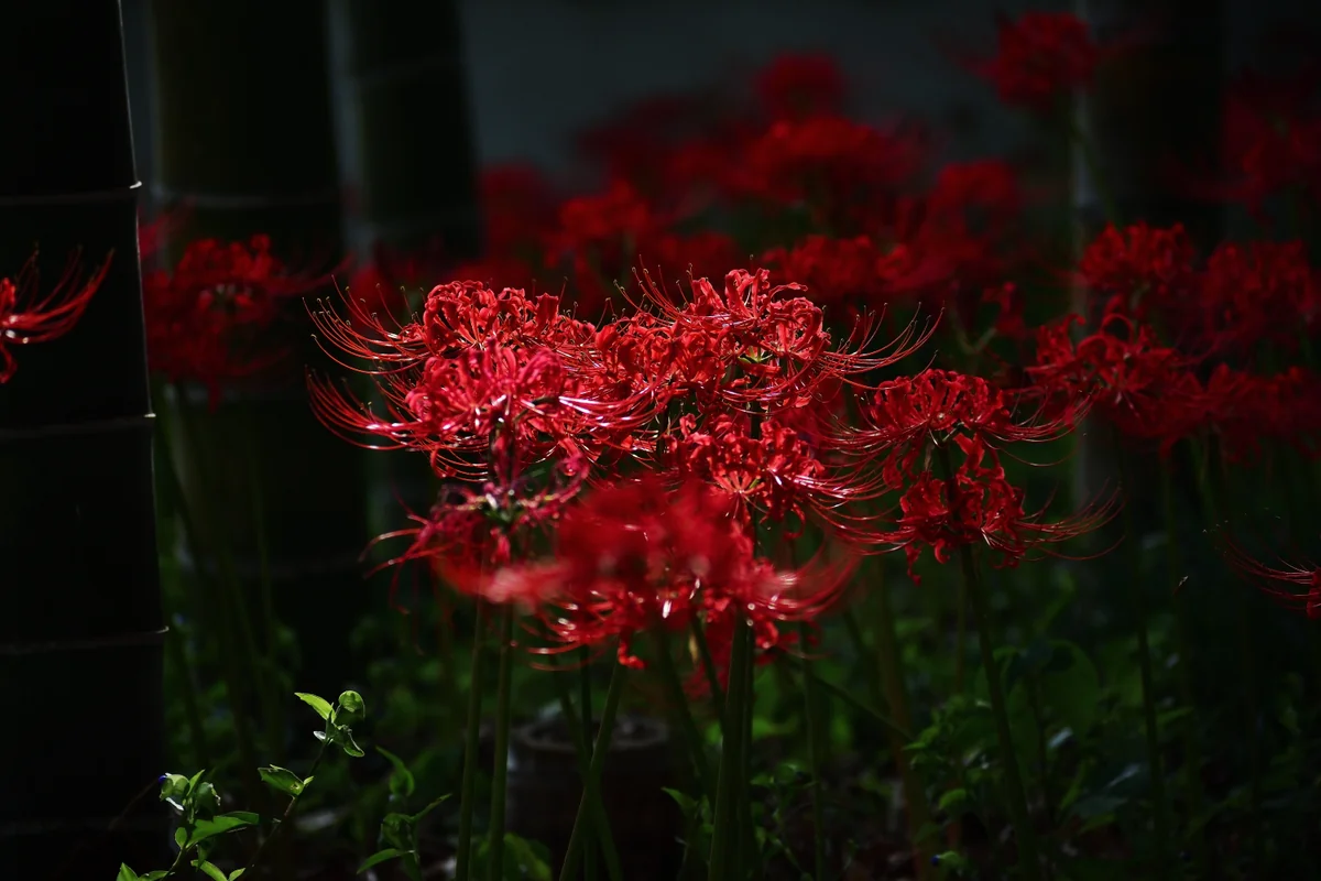 投稿写真：玖延寺の曼珠沙華