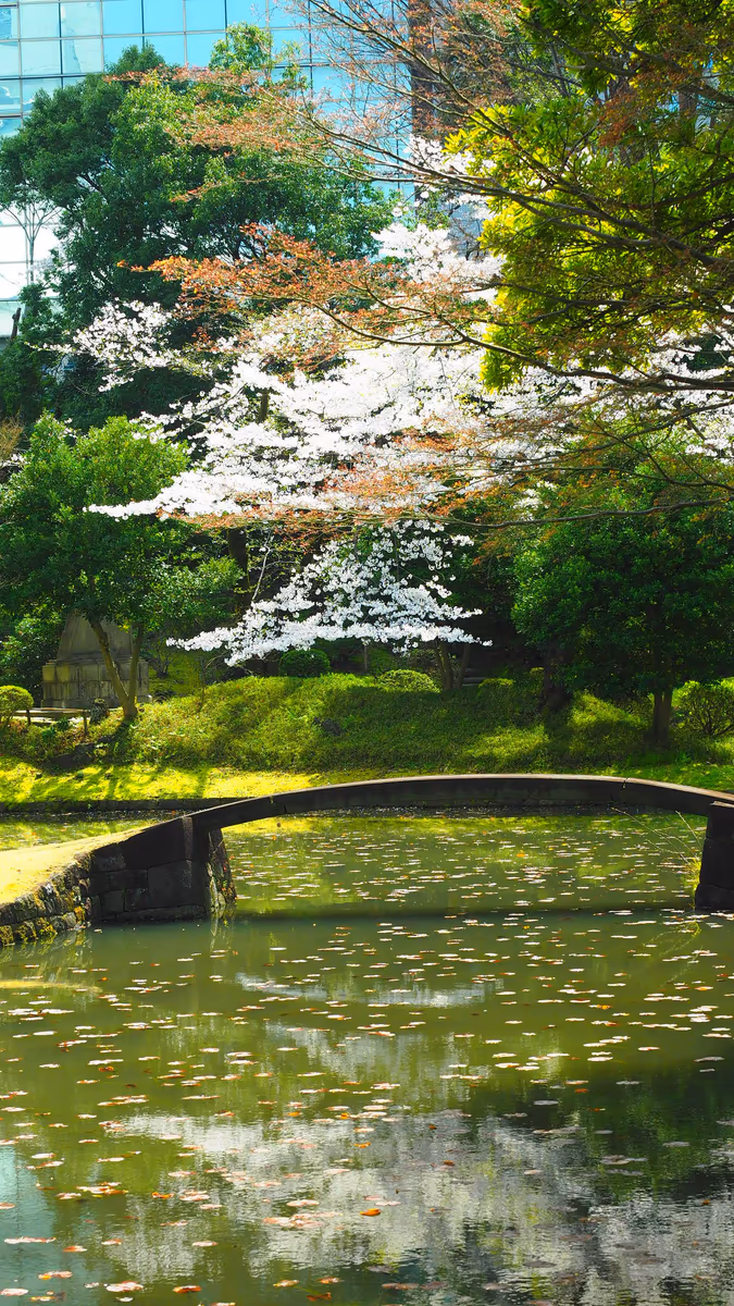 投稿写真：小石川後楽園　内庭　桜