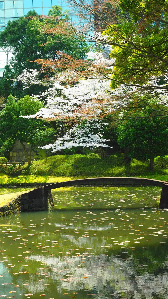 投稿写真：小石川後楽園　内庭　桜
