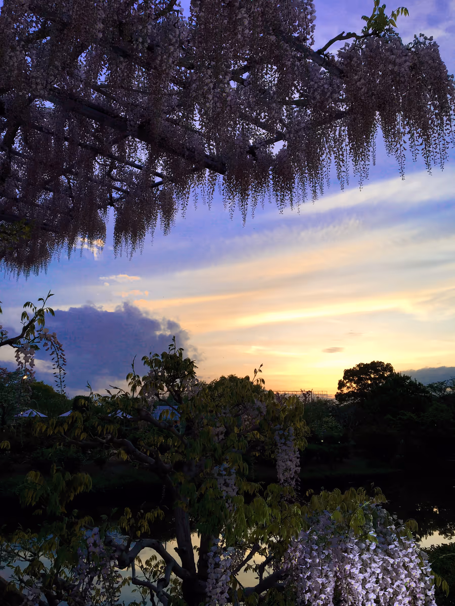 投稿写真：夕暮れ時の藤